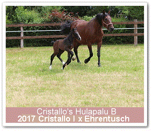 Hengstfohlen Cristallo's Hulapalu B - Parkhof Enger - Zucht- und Ausbildungsstall in Westerenger Bielefeld Germany